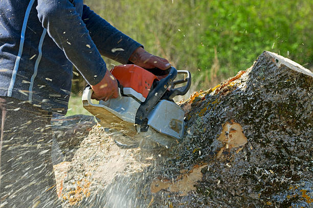 Best Tree Health Inspection  in Lacy Lakeview, TX